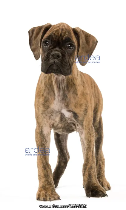 : 80191952 Dog - Boxer puppy Jean-Michel Labat All : 80191952 Dog - Boxer puppy Jean-Michel Labat All