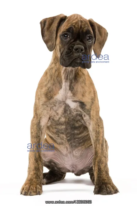 : 80191953 Dog - Boxer puppy Jean-Michel Labat All : 80191953 Dog - Boxer puppy Jean-Michel Labat All