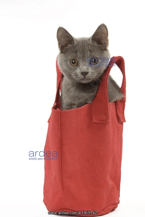: 80191960 Cat - Chartreux kitten Jean-Michel Labat : 80191960 Cat - Chartreux kitten Jean-Michel Labat