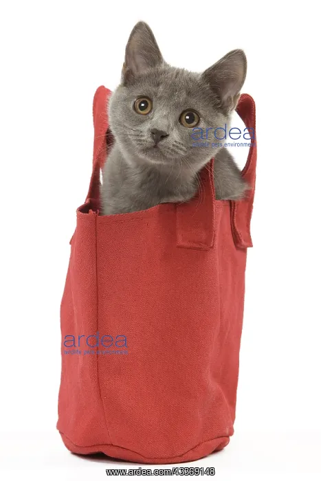 : 80191961 Cat - Chartreux kitten Jean-Michel Labat : 80191961 Cat - Chartreux kitten Jean-Michel Labat