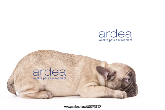 : 80191965 Dog - French Bulldog Jean-Michel Labat : 80191965 Dog - French Bulldog Jean-Michel Labat