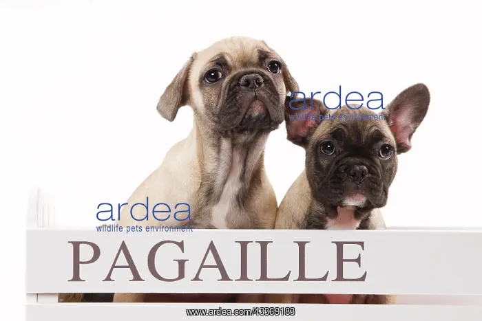 : 80191966 Dog - French Bulldog Jean-Michel Labat : 80191966 Dog - French Bulldog Jean-Michel Labat