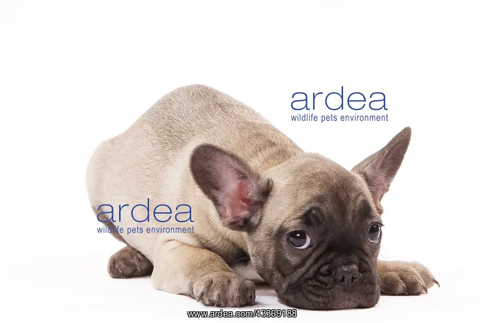 : 80191967 Dog - French Bulldog Jean-Michel Labat : 80191967 Dog - French Bulldog Jean-Michel Labat