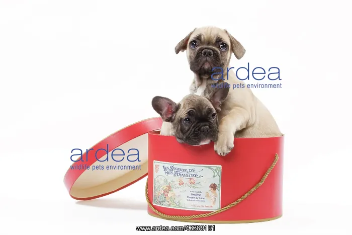 : 80191968 Dog - French Bulldog Jean-Michel Labat : 80191968 Dog - French Bulldog Jean-Michel Labat