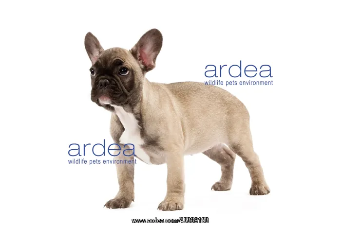 : 80191969 Dog - French Bulldog Jean-Michel Labat : 80191969 Dog - French Bulldog Jean-Michel Labat