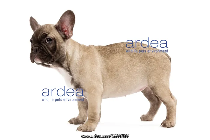 : 80191970 Dog - French Bulldog Jean-Michel Labat : 80191970 Dog - French Bulldog Jean-Michel Labat
