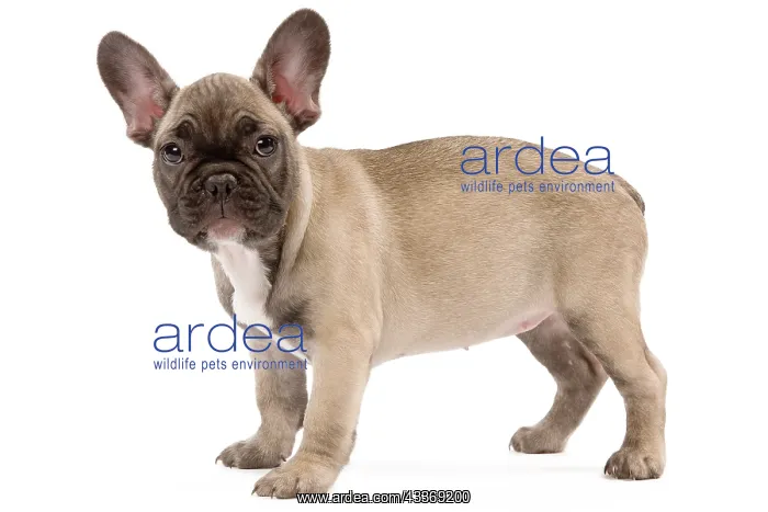 : 80191971 Dog - French Bulldog Jean-Michel Labat : 80191971 Dog - French Bulldog Jean-Michel Labat