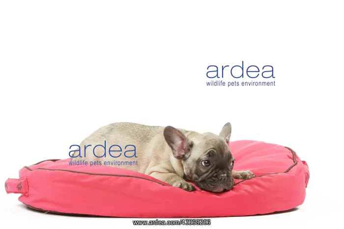 : 80191973 Dog - French Bulldog Jean-Michel Labat : 80191973 Dog - French Bulldog Jean-Michel Labat