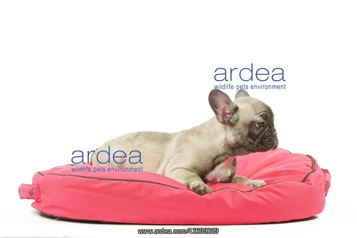 : 80191974 Dog - French Bulldog Jean-Michel Labat : 80191974 Dog - French Bulldog Jean-Michel Labat