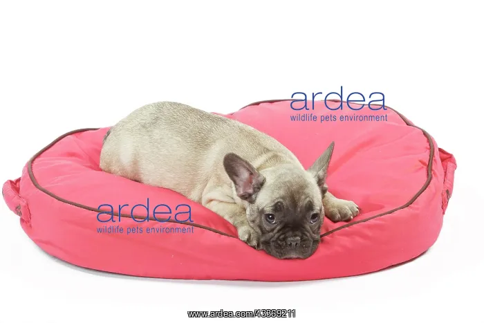 : 80191975 Dog - French Bulldog Jean-Michel Labat : 80191975 Dog - French Bulldog Jean-Michel Labat
