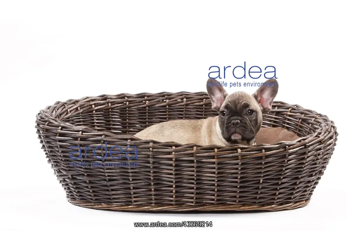 : 80191976 Dog - French Bulldog Jean-Michel Labat : 80191976 Dog - French Bulldog Jean-Michel Labat