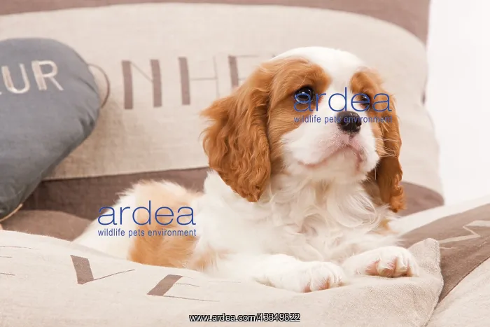 : 80191979 Dog - Cavalier King Charles Spaniel Jean-Michel : 80191979 Dog - Cavalier King Charles Spaniel Jean-Michel