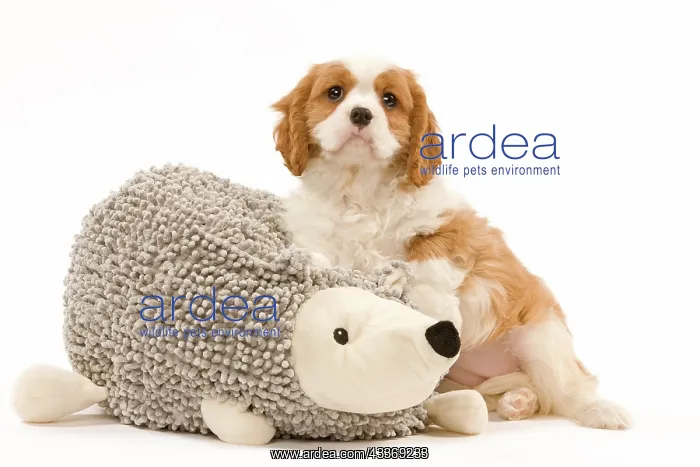 : 80191980 Dog - Cavalier King Charles Spaniel Jean-Michel : 80191980 Dog - Cavalier King Charles Spaniel Jean-Michel