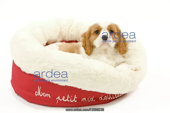 : 80191981 Dog - Cavalier King Charles Spaniel Jean-Michel : 80191981 Dog - Cavalier King Charles Spaniel Jean-Michel