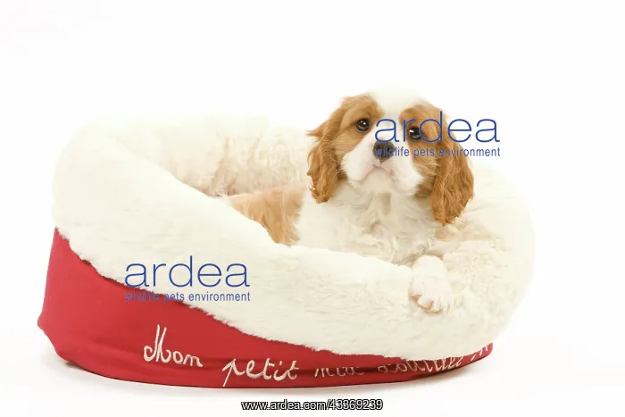 : 80191982 Dog - Cavalier King Charles Spaniel Jean-Michel : 80191982 Dog - Cavalier King Charles Spaniel Jean-Michel