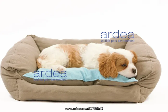 : 80191983 Dog - Cavalier King Charles Spaniel Jean-Michel : 80191983 Dog - Cavalier King Charles Spaniel Jean-Michel