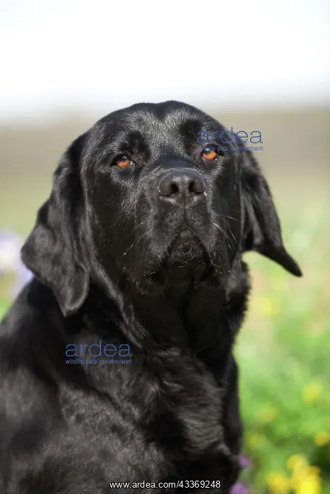 : 80191985 Dog - Black Labrador Jean-Michel Labat : 80191985 Dog - Black Labrador Jean-Michel Labat