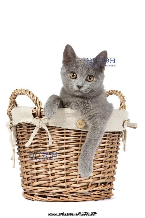 : 80191988 Cat - Chartreux kitten in basket Jean-Michel : 80191988 Cat - Chartreux kitten in basket Jean-Michel