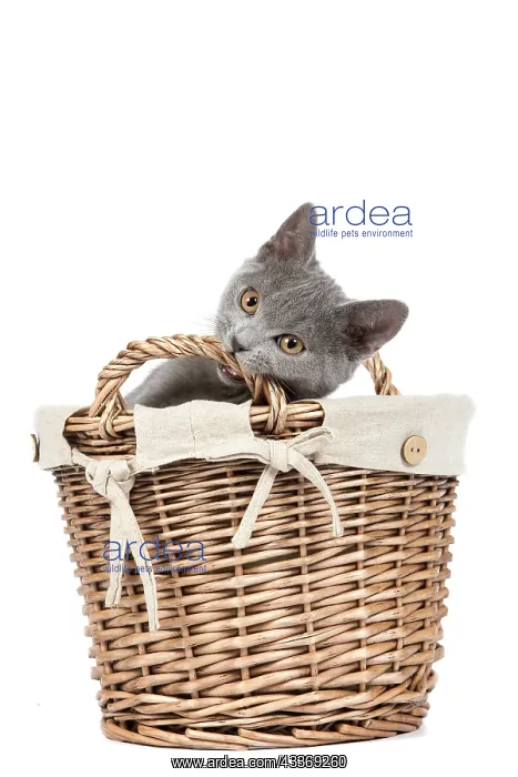: 80191989 Cat - Chartreux kitten in basket Jean-Michel : 80191989 Cat - Chartreux kitten in basket Jean-Michel