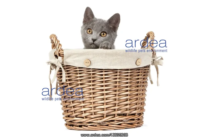 : 80191990 Cat - Chartreux kitten in basket Jean-Michel : 80191990 Cat - Chartreux kitten in basket Jean-Michel