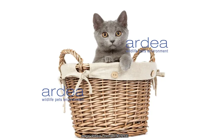 : 80191991 Cat - Chartreux kitten in basket Jean-Michel : 80191991 Cat - Chartreux kitten in basket Jean-Michel