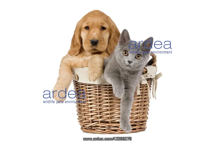 : 80191995 Dog & Cat - English Cocker Spaniel puppy : 80191995 Dog & Cat - English Cocker Spaniel puppy