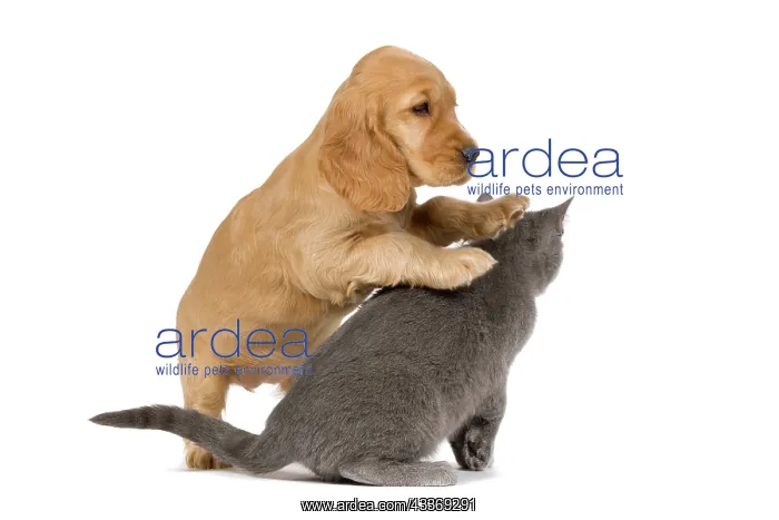 : 80192000 Dog & Cat - English Cocker Spaniel puppy : 80192000 Dog & Cat - English Cocker Spaniel puppy