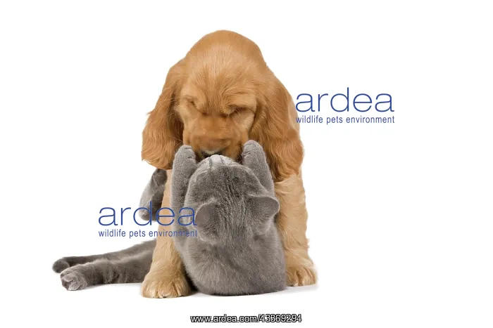 : 80192001 Dog & Cat - English Cocker Spaniel puppy : 80192001 Dog & Cat - English Cocker Spaniel puppy