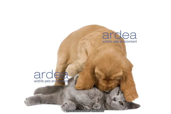 : 80192002 Dog & Cat - English Cocker Spaniel puppy : 80192002 Dog & Cat - English Cocker Spaniel puppy