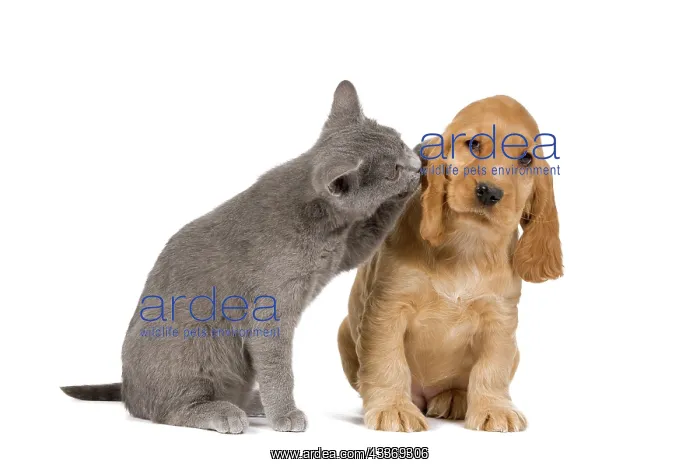 : 80192005 Dog & Cat - English Cocker Spaniel puppy : 80192005 Dog & Cat - English Cocker Spaniel puppy