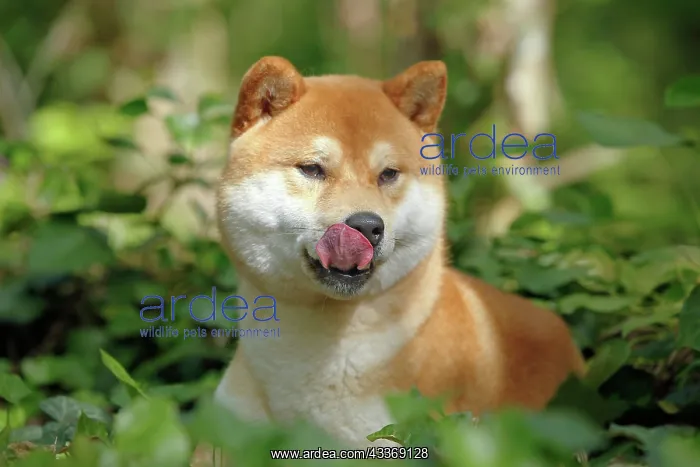 : 80192009 Dog - Shiba Inu Ardea_LA_47C8501 Jean-Michel : 80192009 Dog - Shiba Inu Ardea_LA_47C8501 Jean-Michel