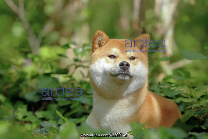 : 80192010 Dog - Shiba Inu Ardea_LA_47C8506 Jean-Michel : 80192010 Dog - Shiba Inu Ardea_LA_47C8506 Jean-Michel