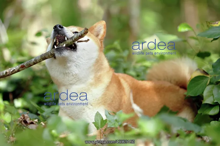 : 80192011 Dog - Shiba Inu - with stick Ardea_LA_47C8534 : 80192011 Dog - Shiba Inu - with stick Ardea_LA_47C8534
