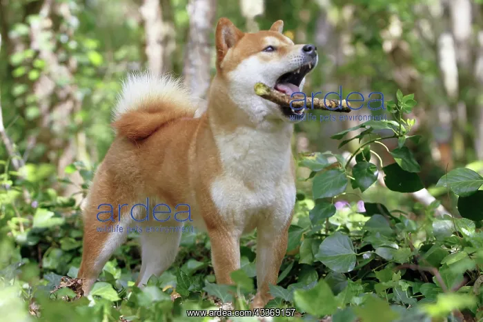 : 80192012 Dog - Shiba Inu - with stick Ardea_LA_47C8566 : 80192012 Dog - Shiba Inu - with stick Ardea_LA_47C8566