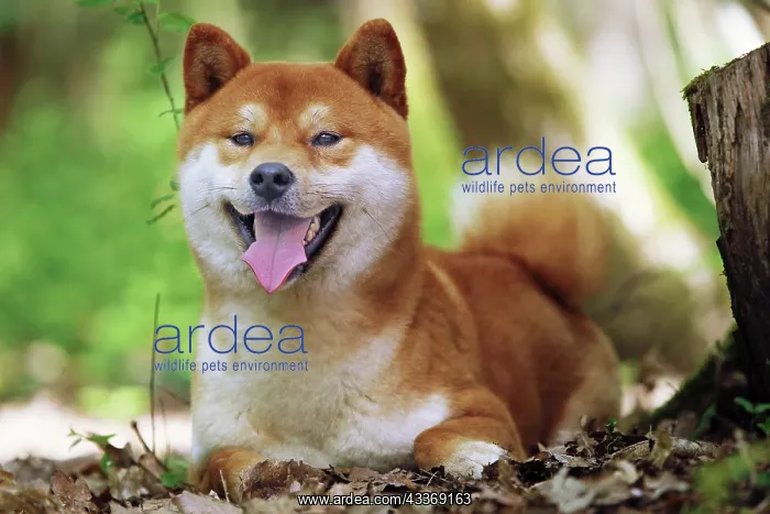 : 80192013 Dog - Shiba Inu - mouth open Ardea_LA_47C8622 : 80192013 Dog - Shiba Inu - mouth open Ardea_LA_47C8622