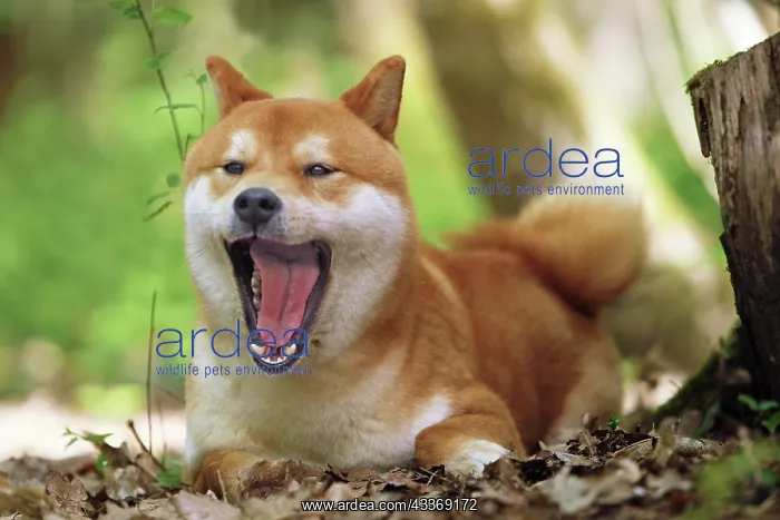 : 80192014 Dog - Shiba Inu - mouth open - yawning : 80192014 Dog - Shiba Inu - mouth open - yawning