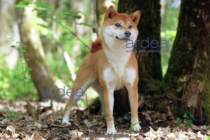 : 80192015 Dog - Shiba Inu Ardea_LA_47C8663 Jean-Michel : 80192015 Dog - Shiba Inu Ardea_LA_47C8663 Jean-Michel