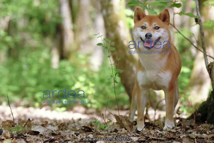 : 80192016 Dog - Shiba Inu Ardea_LA_47C8673 Jean-Michel : 80192016 Dog - Shiba Inu Ardea_LA_47C8673 Jean-Michel