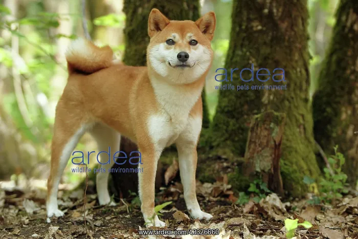 : 80192017 Dog - Shiba Inu Ardea_LA_47C8702 Jean-Michel : 80192017 Dog - Shiba Inu Ardea_LA_47C8702 Jean-Michel