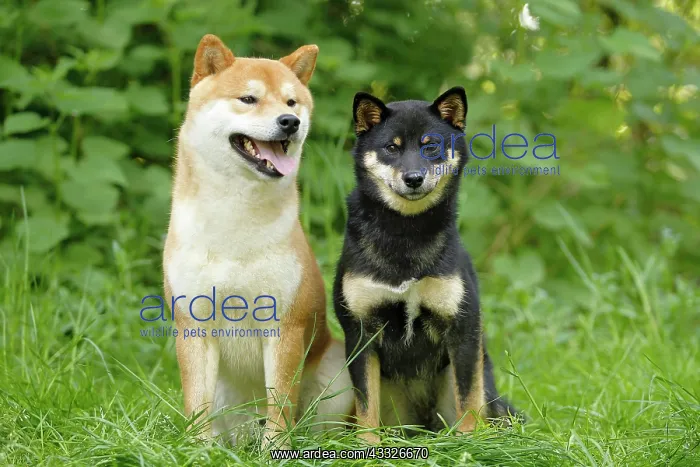  : 80192018 Dog - Shiba Inu Ardea_LA_47C8838 Jean-Michel