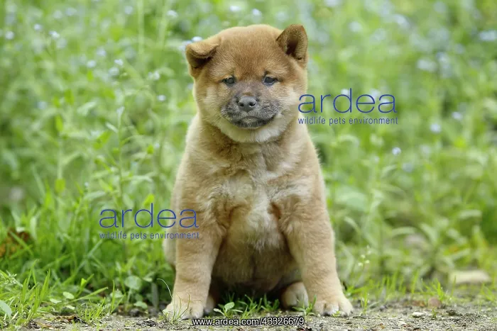 : 80192019 Dog - Shiba Inu puppy Ardea_LA_47C8914 : 80192019 Dog - Shiba Inu puppy Ardea_LA_47C8914