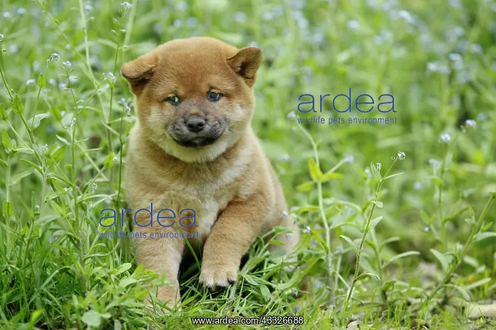 : 80192020 Dog - Shiba Inu puppy Ardea_LA_47C8937 : 80192020 Dog - Shiba Inu puppy Ardea_LA_47C8937