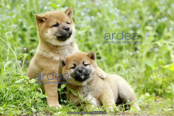 : 80192021 Dog - Shiba Inu puppies Ardea_LA_47C8976 : 80192021 Dog - Shiba Inu puppies Ardea_LA_47C8976