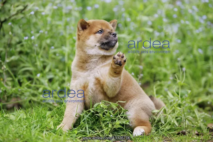 : 80192022 Dog - Shiba Inu puppy Ardea_LA_47C9080 : 80192022 Dog - Shiba Inu puppy Ardea_LA_47C9080