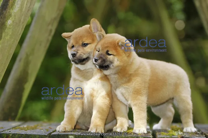 : 80192023 Dog - Shiba Inu puppies Ardea_LA_47C9126 : 80192023 Dog - Shiba Inu puppies Ardea_LA_47C9126