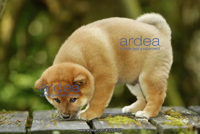  : 80192025 Dog - Shiba Inu puppy Ardea_LA_47C9134