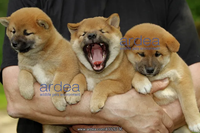 : 80192026 Dog - Shiba Inu puppies Ardea_LA_47C9157 : 80192026 Dog - Shiba Inu puppies Ardea_LA_47C9157