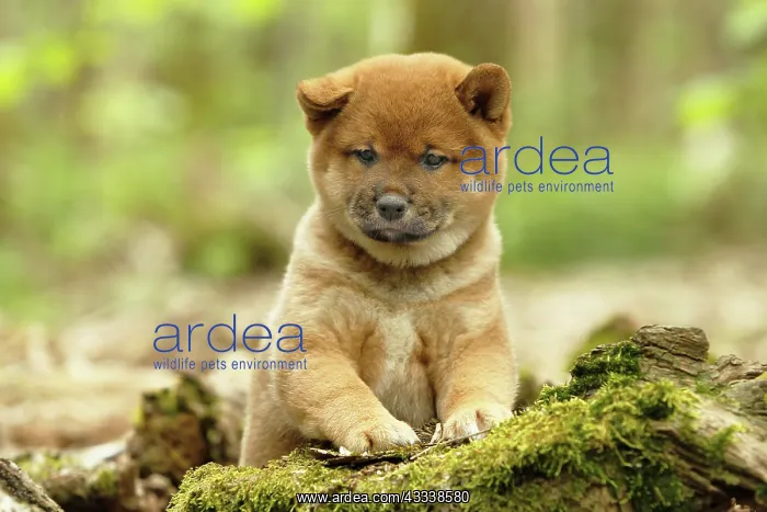 : 80192027 Dog - Shiba Inu puppy Ardea_LA_47C9363 : 80192027 Dog - Shiba Inu puppy Ardea_LA_47C9363