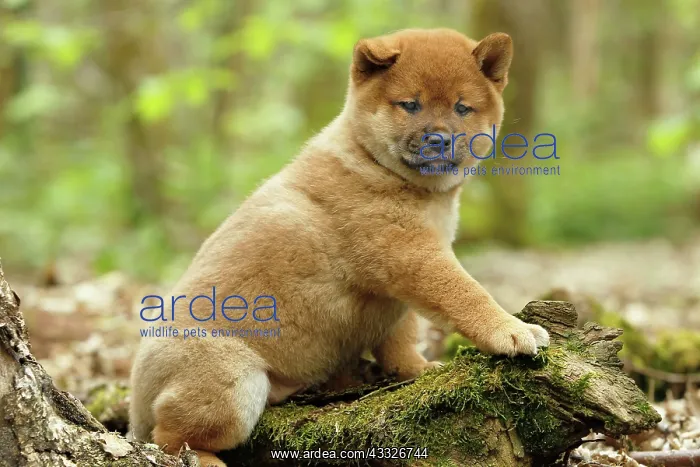 : 80192028 Dog - Shiba Inu puppy Ardea_LA_47C9379 : 80192028 Dog - Shiba Inu puppy Ardea_LA_47C9379