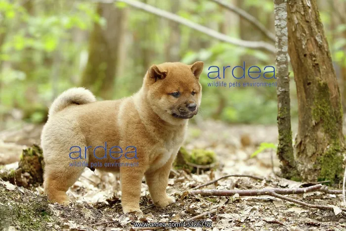 : 80192029 Dog - Shiba Inu puppy Ardea_LA_47C9417 : 80192029 Dog - Shiba Inu puppy Ardea_LA_47C9417